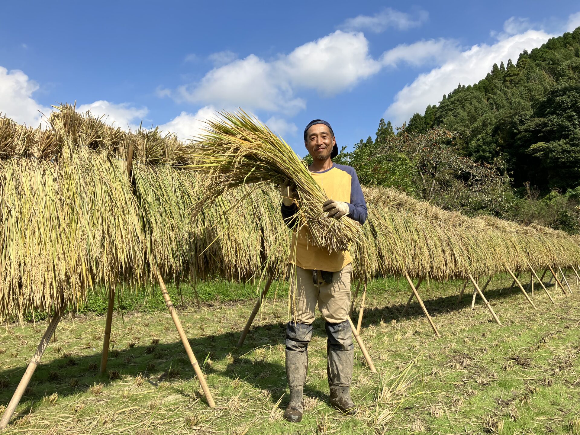 天日干し/自然栽培米＜ヒノヒカリ＞大分県産 平和農園 (大分県産